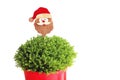 Christmas background with a santa claus head over a green potted plant Royalty Free Stock Photo