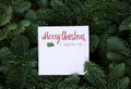Christmas background with evergreen tree Royalty Free Stock Photo