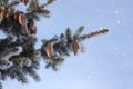 Christmas background with fir tree branch and cones. Winter Christmas landscape with snowfall Royalty Free Stock Photo