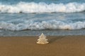 Christmas background fir tree on golden sand, sea waves, copy space. Merry Christmas, Happy New Year holidays, vacation Royalty Free Stock Photo