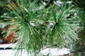 Christmas background with fir trees and blurred background of winter Frosty winter landscape in snowy forest. Royalty Free Stock Photo