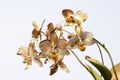 Christmas background : gold orchids