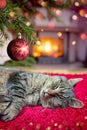 Christmas background with gray cat sleeps comfortably near the fireplace. Royalty Free Stock Photo