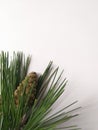 Christmas background green branch with a pine cone Royalty Free Stock Photo