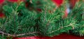 Christmas background, green pine branches on a red velvet festive background. Royalty Free Stock Photo