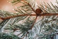 Christmas background. Pine branches with cone, covered with frost and snow.
