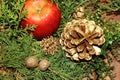 Christmas background red apples and green pines Royalty Free Stock Photo