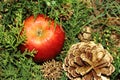 Christmas background red apples and green pines Royalty Free Stock Photo