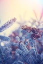 Christmas background with snow covered frozen fir tree with cones in blue tint colors and copy space Royalty Free Stock Photo