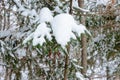 Christmas background with snowy branches of the fir trees. Snow covered trees in the winter forest. Royalty Free Stock Photo