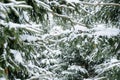 Christmas background with snowy branches of the fir trees. Snow covered trees in the winter forest. Royalty Free Stock Photo