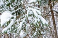 Christmas background with snowy branches of the fir trees. Snow covered trees in the winter forest. Royalty Free Stock Photo