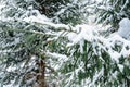 Christmas background with snowy branches of the fir trees. Snow covered trees in the winter forest. Royalty Free Stock Photo