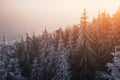 Christmas background with snowy fir trees, New Year