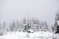 Christmas background with snowy fir trees