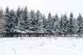 Christmas background with snowy fir trees. Snow covered trees in the winter forest. Royalty Free Stock Photo