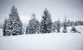 Christmas background with snowy fir trees Royalty Free Stock Photo