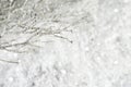 Christmas background. Tree branches covered with snow Royalty Free Stock Photo