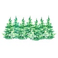 Winter Christmas trees set on white background. Watercolor evegreen forest