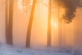 Christmas background. Winter forest on a frosty morning in the fog. Colorful sunrise in winter forest. Warm sunlight illuminates w