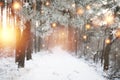 Christmas background. Winter forest with glowing snowflakes. Christmas forest with snowy road. Pine branches with hoarfrost Royalty Free Stock Photo