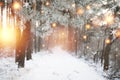 Christmas background. Winter forest with glowing snowflakes. Christmas forest with snowy road. Pine branches with hoarfrost