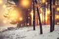 Christmas background. Winter forest at sunrise with shining lights snowflakes. Frosty trees in forest. Xmas and New Year time Royalty Free Stock Photo