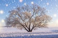 Christmas background. Winter nature landscape with glowing snowflakes. Winter scene of snowy tree