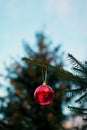 a Christmas ball on a branch of a fir tree. a branch of a fir tree with a Christmas toy on a blurry background is a New Royalty Free Stock Photo