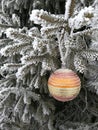 Christmas ball on a fir branch under a snow cap in the forest, hoarfrost on pine branches, frost and winter landscape for the Royalty Free Stock Photo