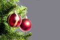 Christmas ball hanged on a christmas tree branch with copy space on grey background