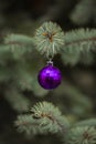 Christmas ball purple on the Christmas tree