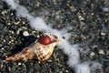Christmas ball, seashell and pebbles at the beach