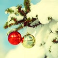Christmas Balls on Christmas tree branch covered with Snow Royalty Free Stock Photo