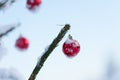 Christmas balls on pine tree Royalty Free Stock Photo