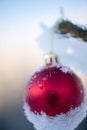 Christmas balls on pine tree Royalty Free Stock Photo