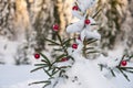 Christmas balls on pine tree Royalty Free Stock Photo