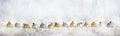 Christmas balls row on Christmas snowy bokeh background Royalty Free Stock Photo