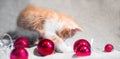 Cute purebred red cat on new year`s background. Christmas banner with a charming home-made little red and white kitten and red