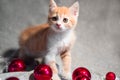 Cute purebred red cat on new year`s background. Christmas banner with a charming home-made little red and white kitten and red