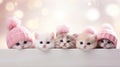 Christmas banner with cute kittens. Group cats above white banner looking at camera. Pink Christmas signboard or gift