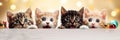 Christmas banner with cute kittens. Group cats with red Santa hats above white banner looking at camera. Christmas