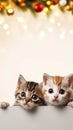 Christmas banner with cute kittens. Group cats with red Santa hats above white banner looking at camera. Christmas