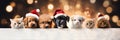 Christmas banner with cute puppies and kittens. Group of dogs and cats with red Santa hats above white banner looking at Royalty Free Stock Photo