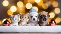 Christmas banner with cute puppies and kittens. Group of dogs and cats with red Santa hats above white banner looking at Royalty Free Stock Photo