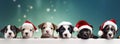 Christmas banner with cute puppy. Group of dogs with red Santa hats above white banner looking at camera. Christmas Royalty Free Stock Photo