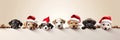 Christmas banner with cute puppy. Group of dogs with red Santa hats above white banner looking at camera. Christmas Royalty Free Stock Photo