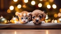 Christmas banner with cute puppy and kitten. Group of dog and cat above wooden banner looking at camera. Christmas Royalty Free Stock Photo