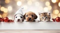 Christmas banner with cute puppy and kittens. Group of dogs and cats with red Santa hats above white banner looking at Royalty Free Stock Photo