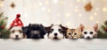 Christmas banner with cute puppy and kittens. Group of dogs and cats with red Santa hats above white banner looking at Royalty Free Stock Photo